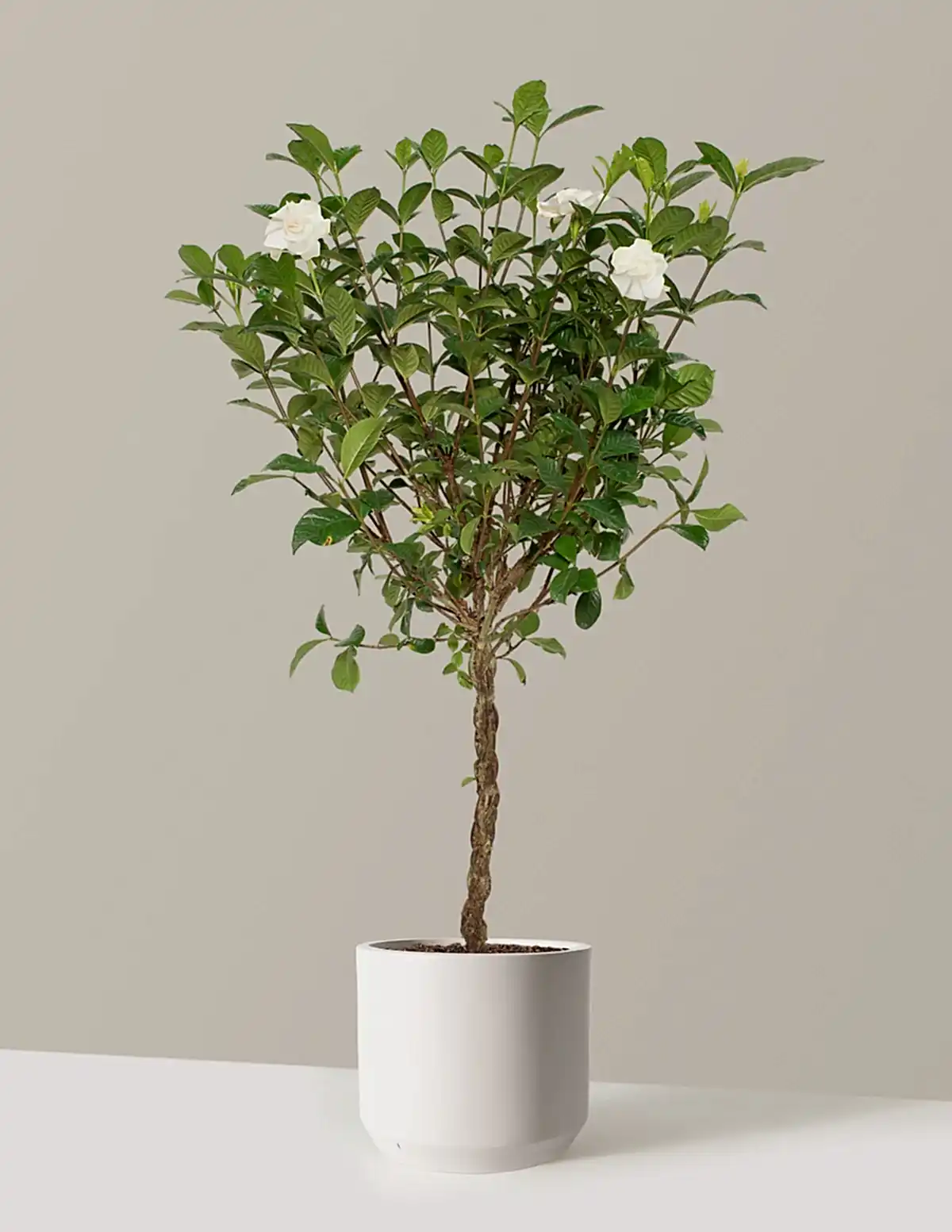 Large Braided Gardenia