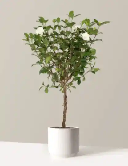 Large Braided Gardenia