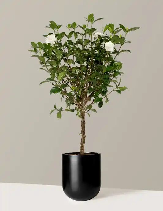 Large Braided Gardenia