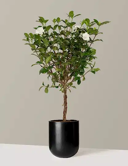 Large Braided Gardenia