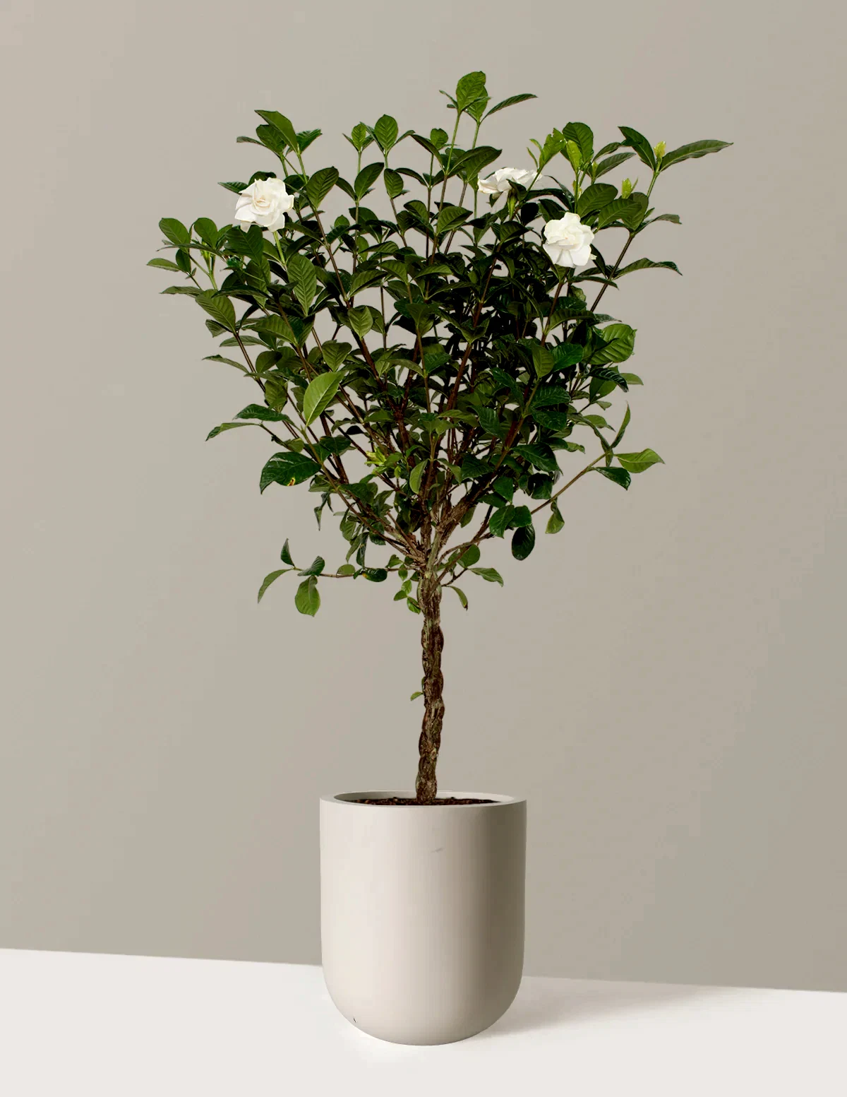 Large Braided Gardenia