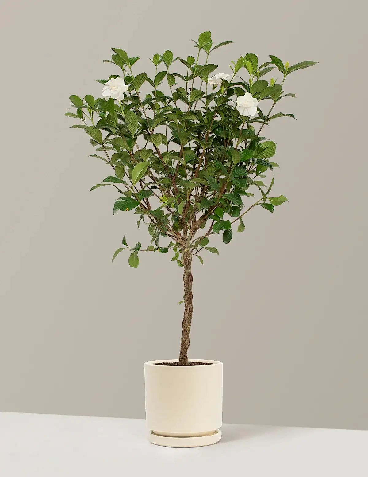 Large Braided Gardenia