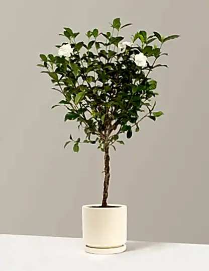 Large Braided Gardenia