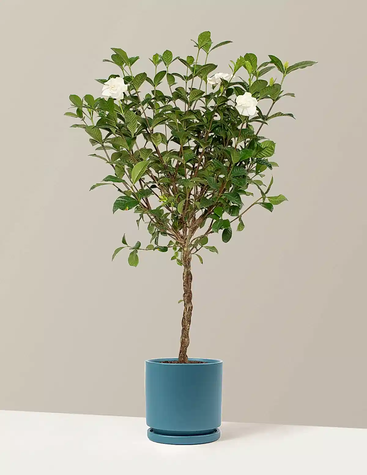 Large Braided Gardenia
