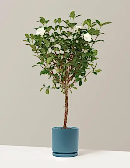 Large Braided Gardenia