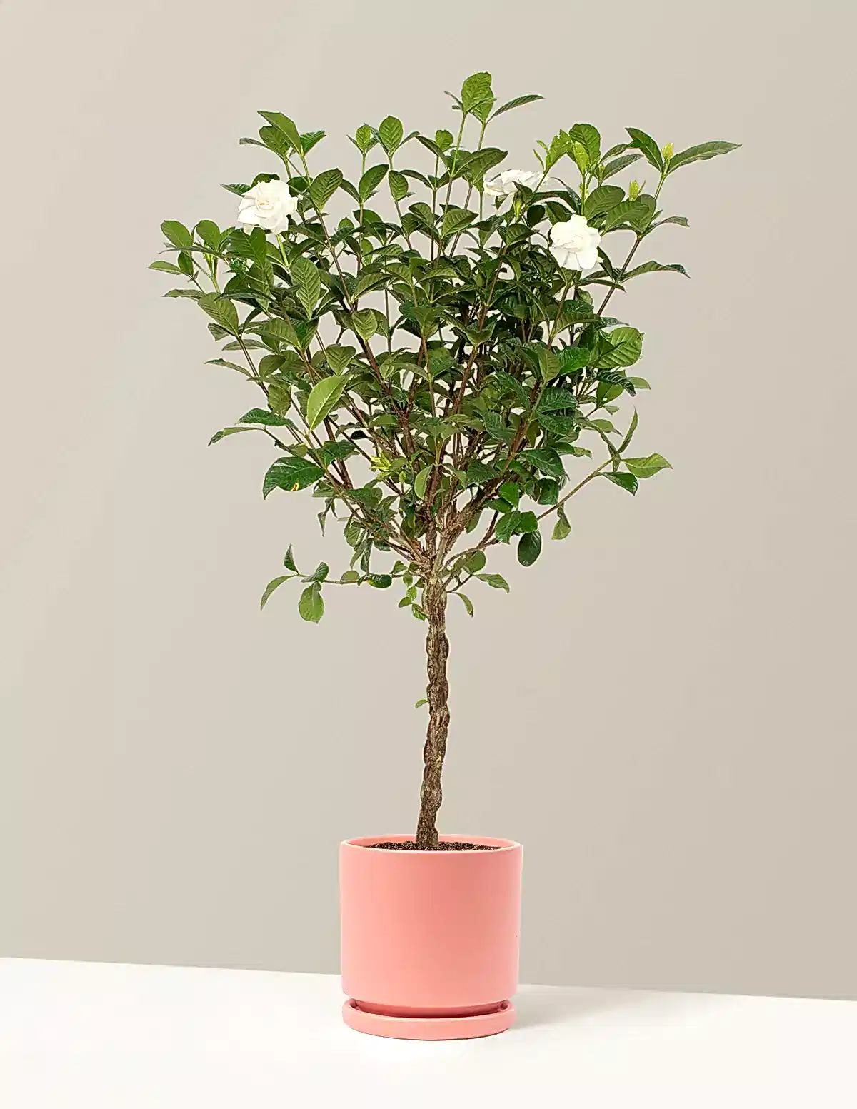 Large Braided Gardenia