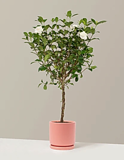 Large Braided Gardenia