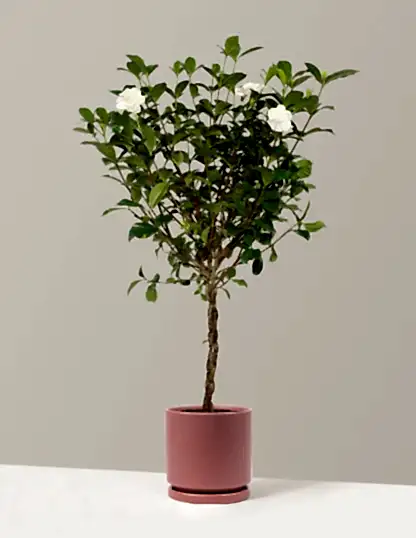 Large Braided Gardenia