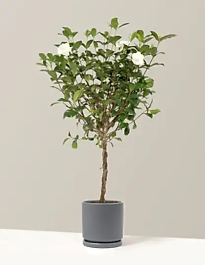 Large Braided Gardenia