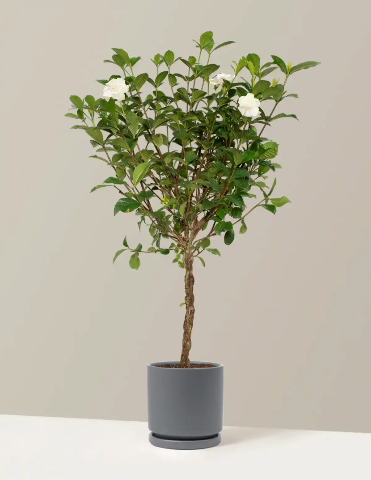 Large Braided Gardenia
