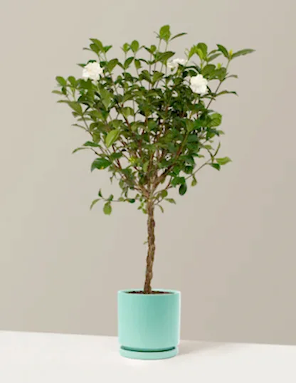 Large Braided Gardenia