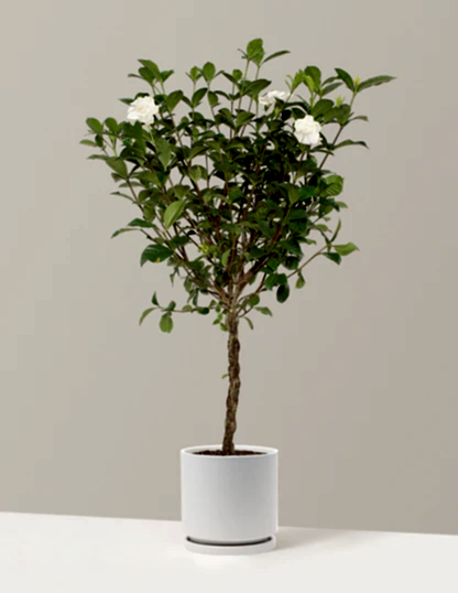 Large Braided Gardenia