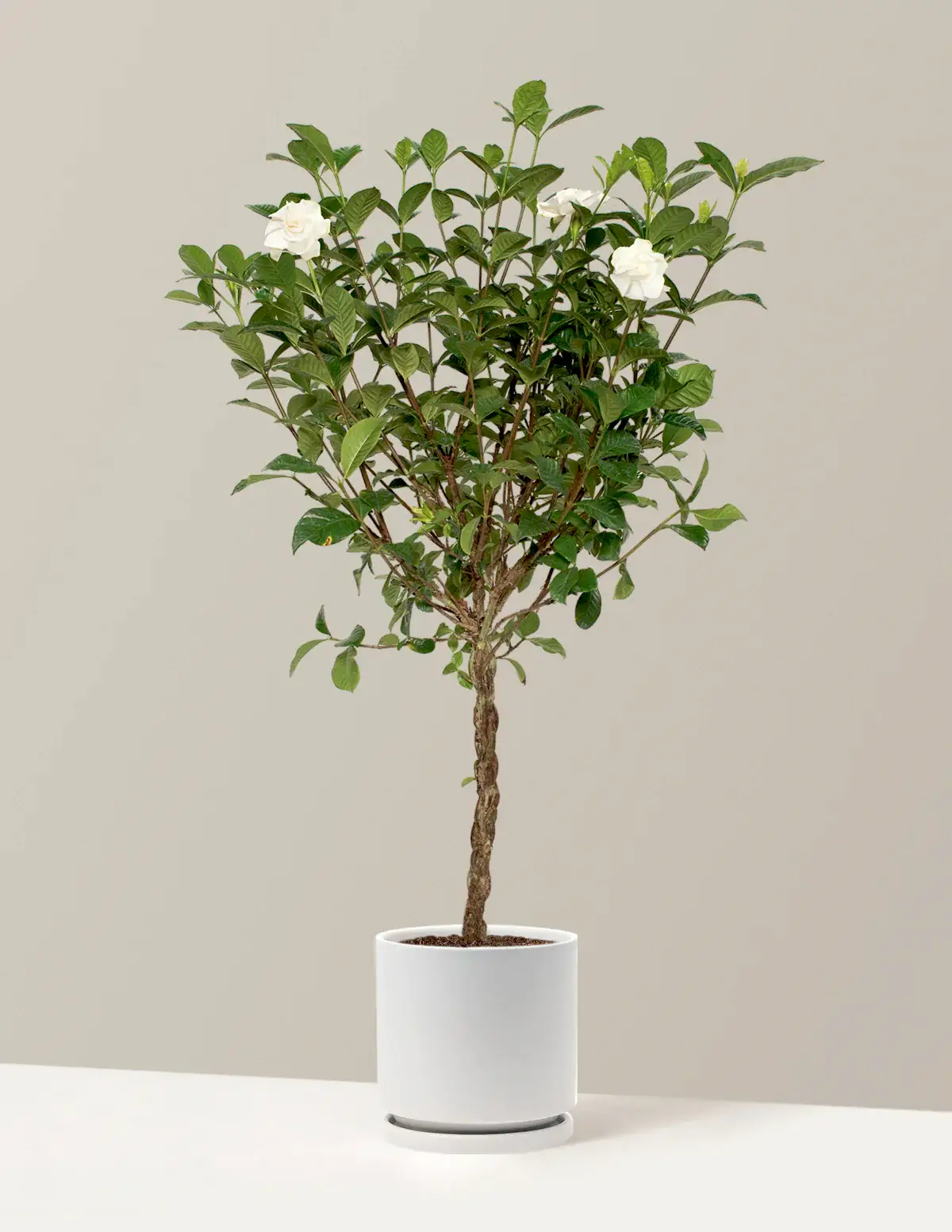 Large Braided Gardenia