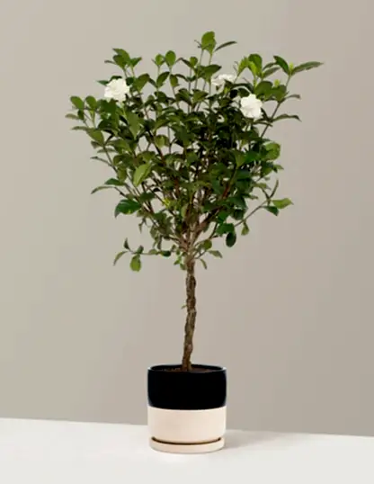 Large Braided Gardenia