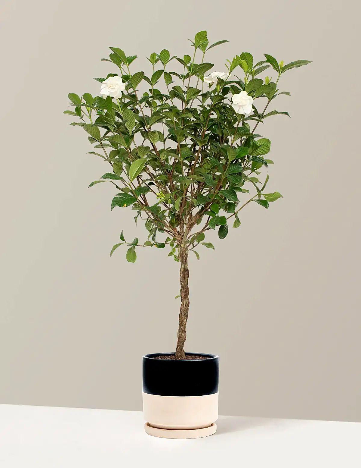 Large Braided Gardenia