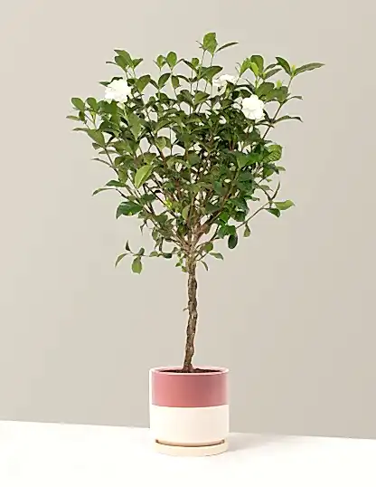 Large Braided Gardenia
