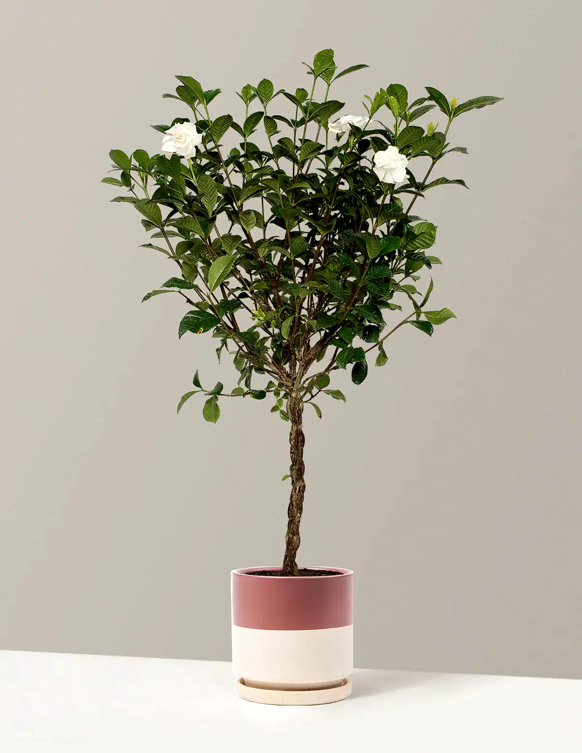 Large Braided Gardenia