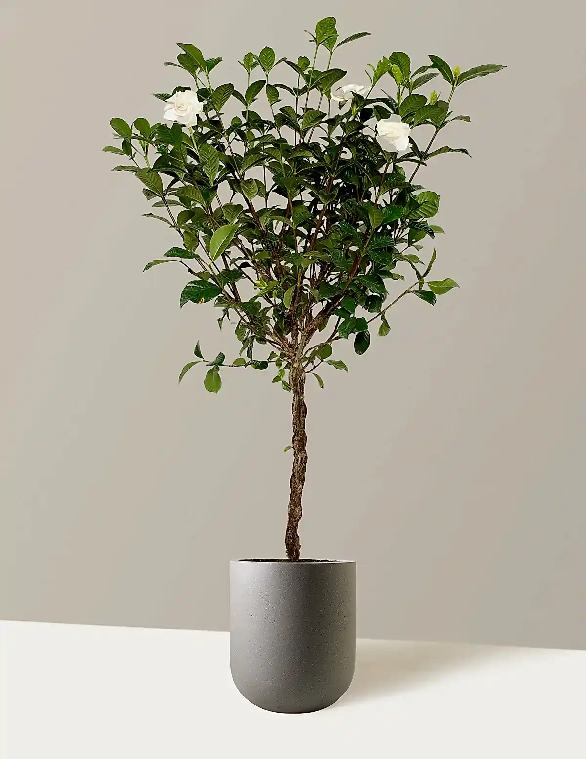 Large Braided Gardenia