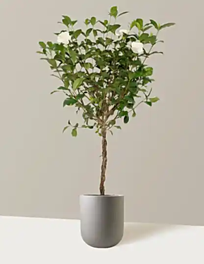 Large Braided Gardenia