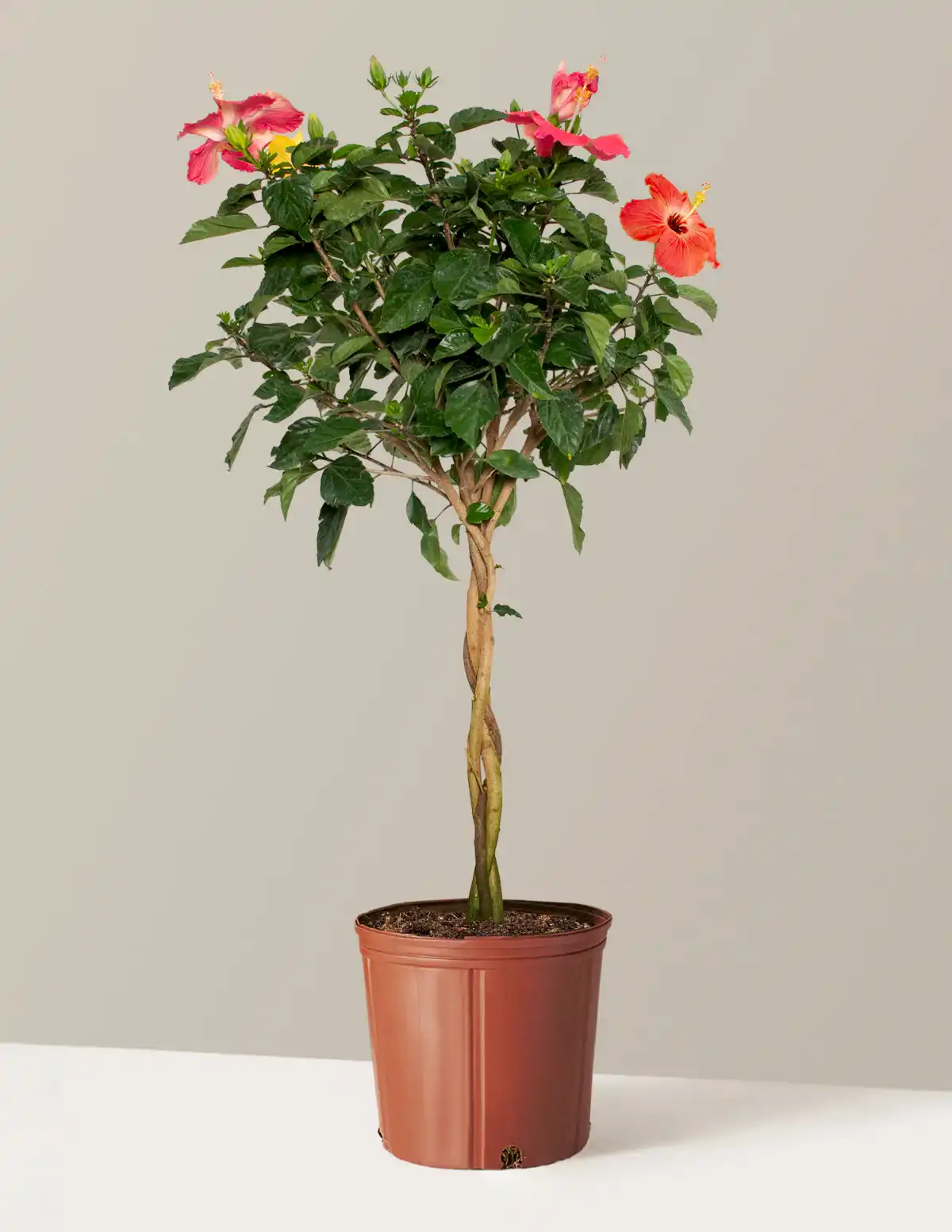 Large Braided Hibiscus