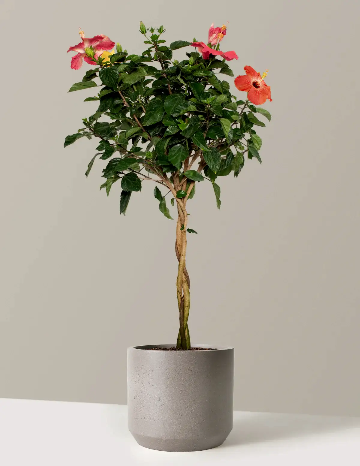 Large Braided Hibiscus