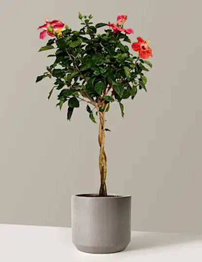 Large Braided Hibiscus