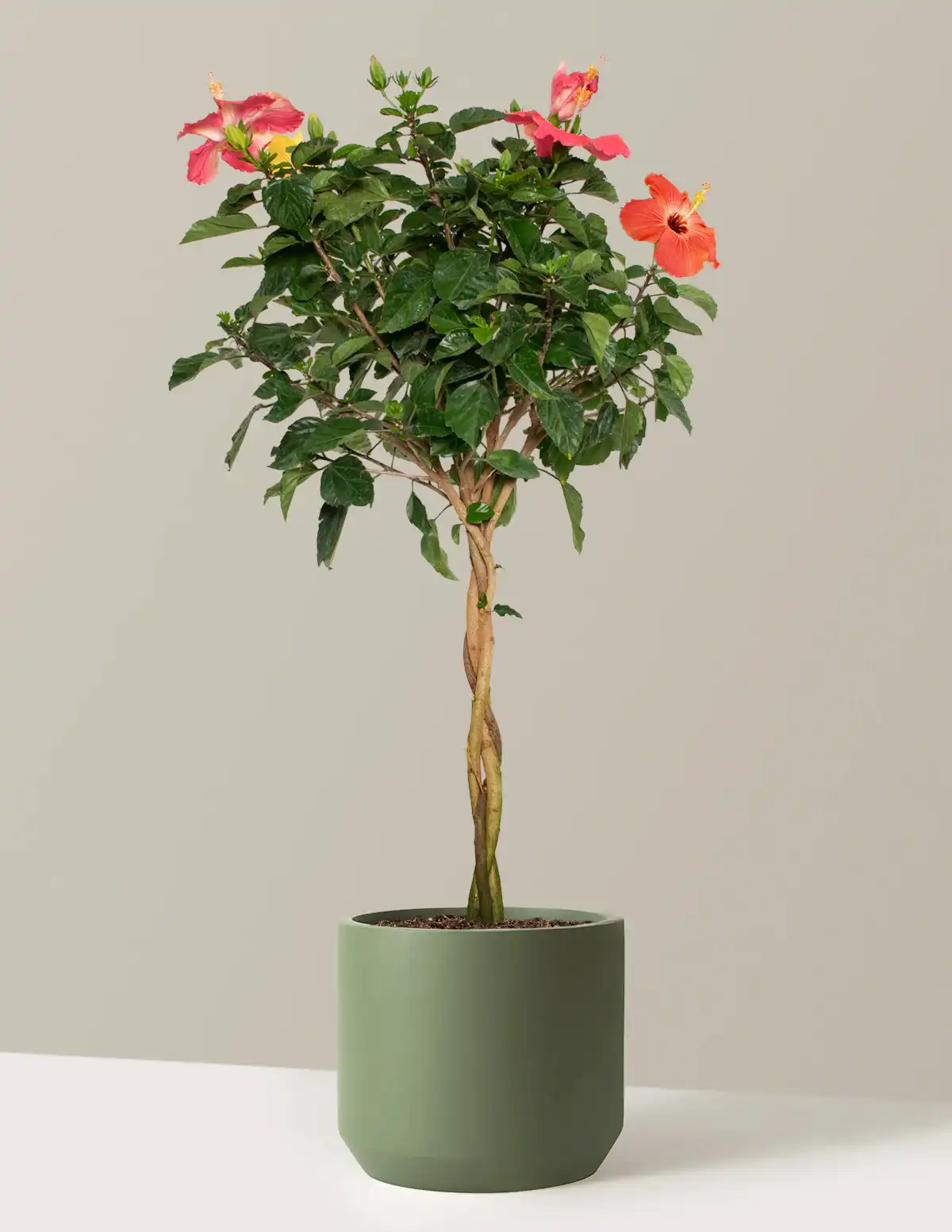 Large Braided Hibiscus