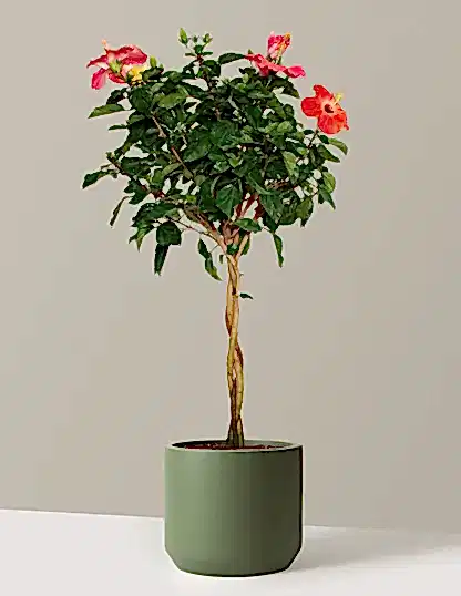 Large Braided Hibiscus