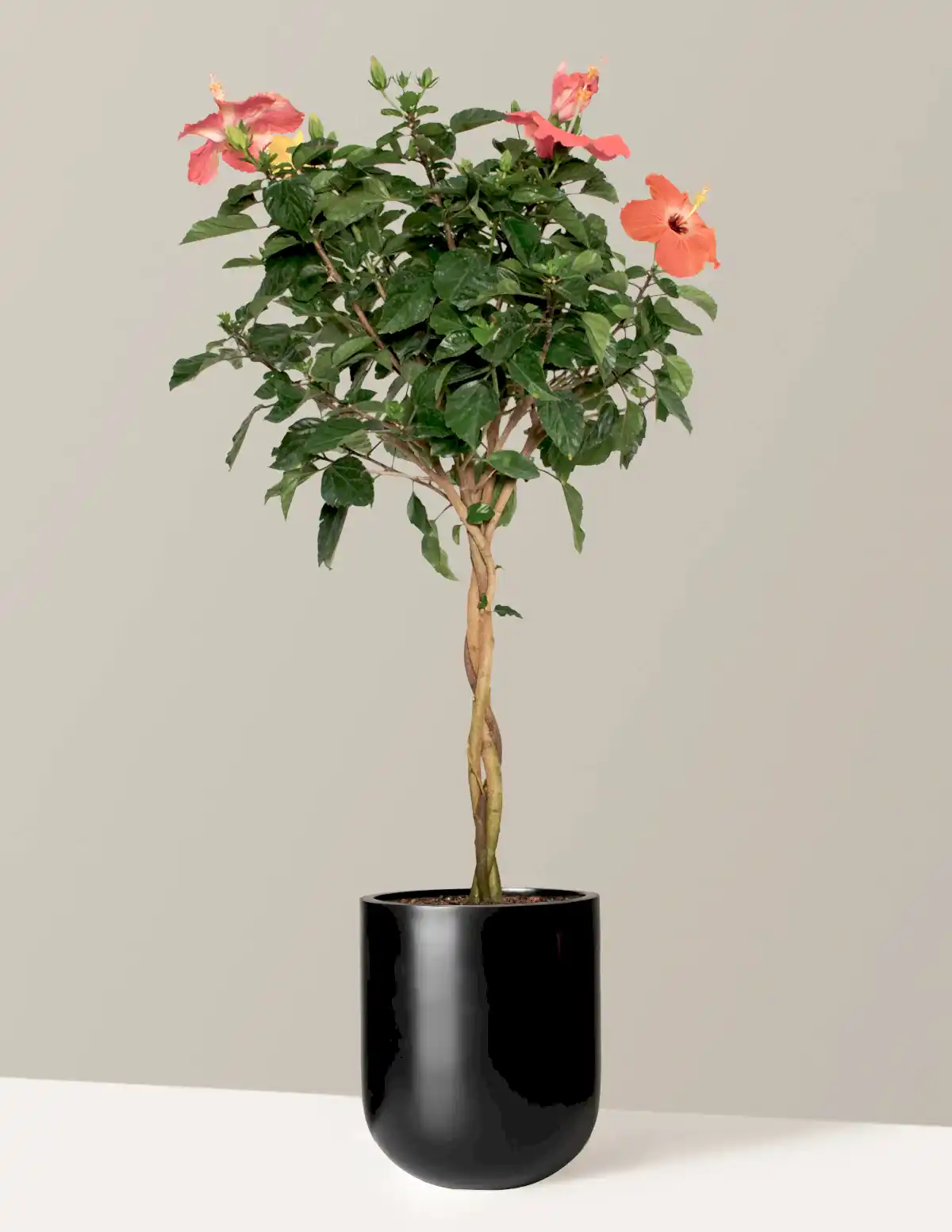 Large Braided Hibiscus