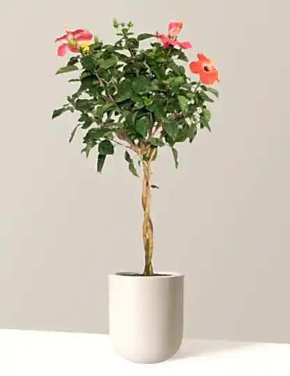 Large Braided Hibiscus