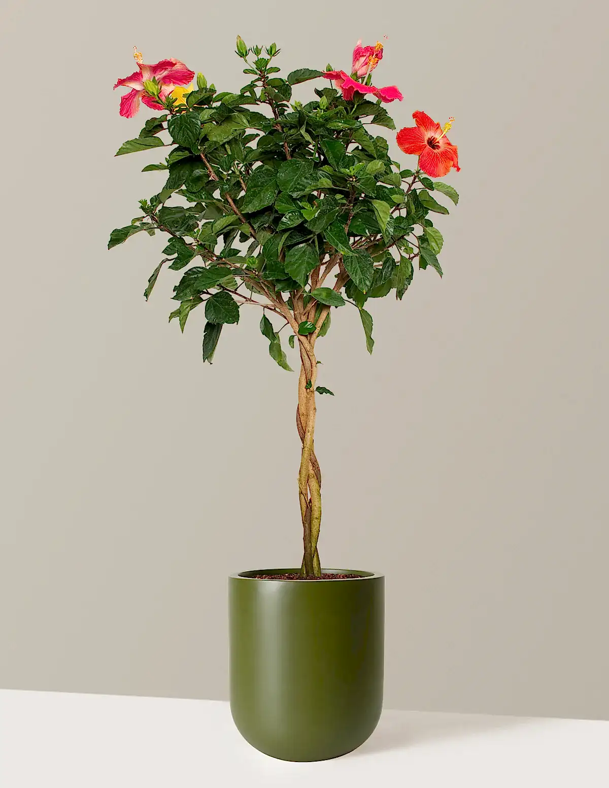 Large Braided Hibiscus