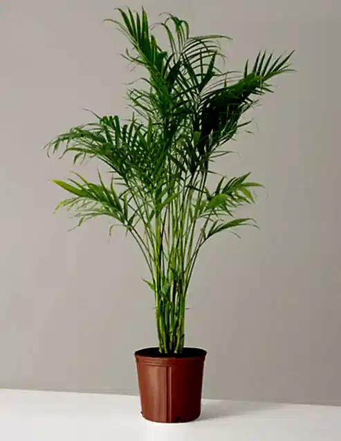 Large Cat Palm