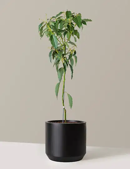 Cold Hardy Avocado Tree