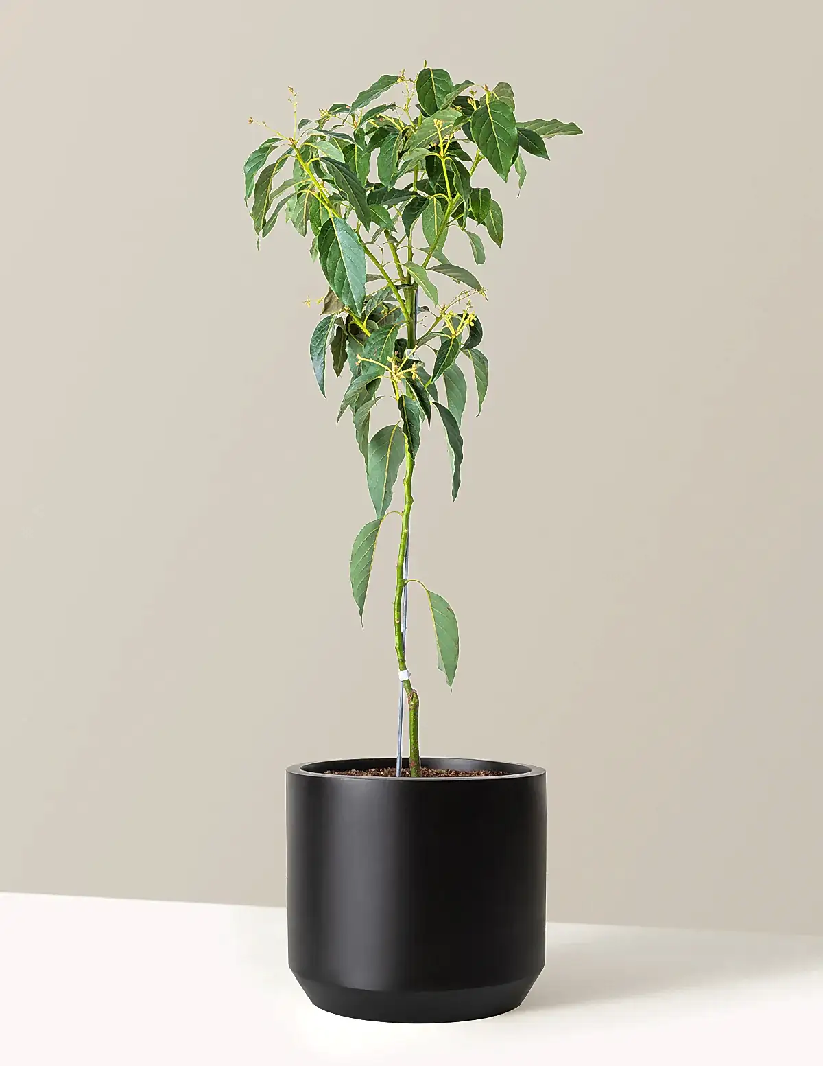 Cold Hardy Avocado Tree