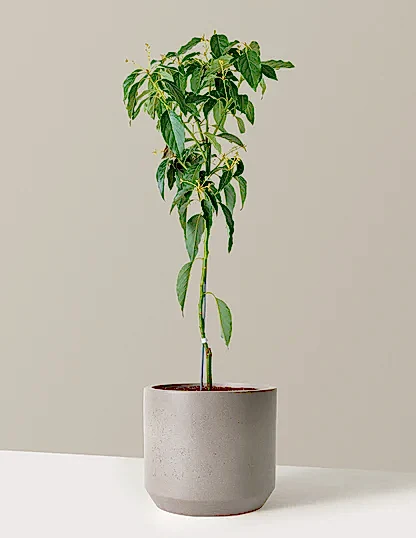 Cold Hardy Avocado Tree