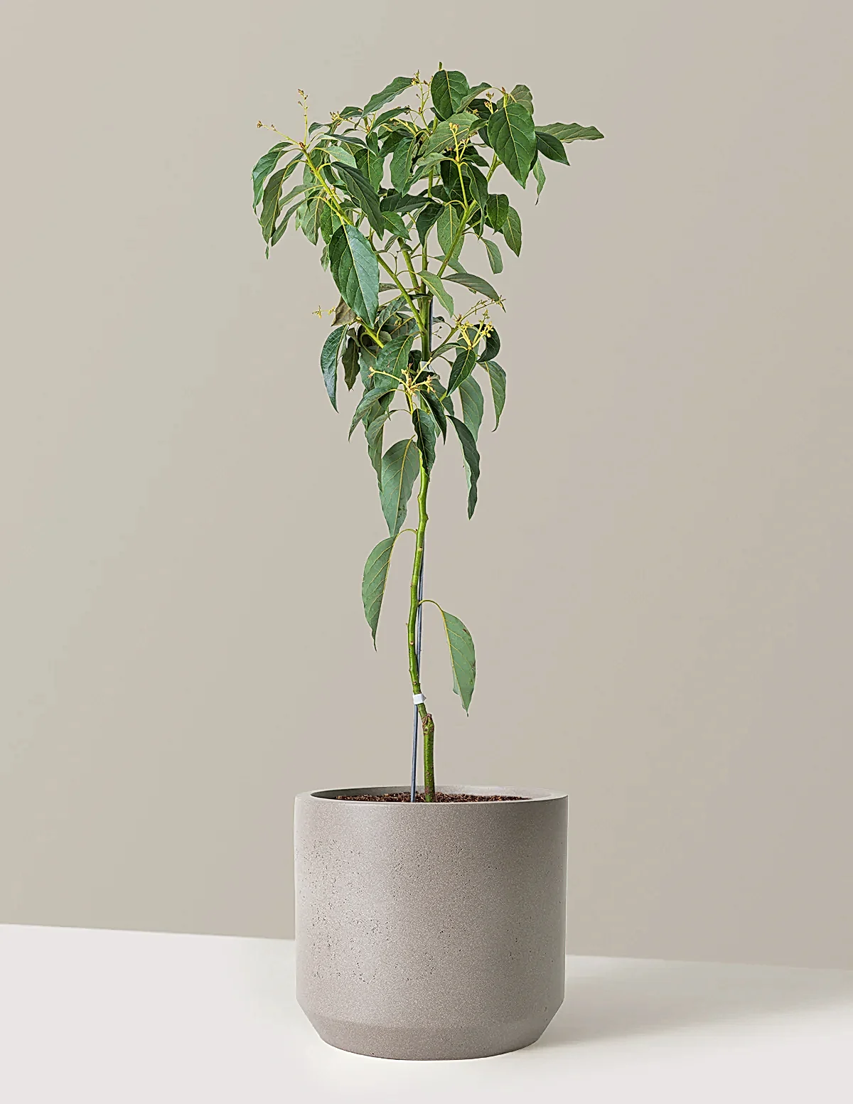Cold Hardy Avocado Tree