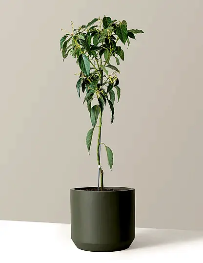 Cold Hardy Avocado Tree