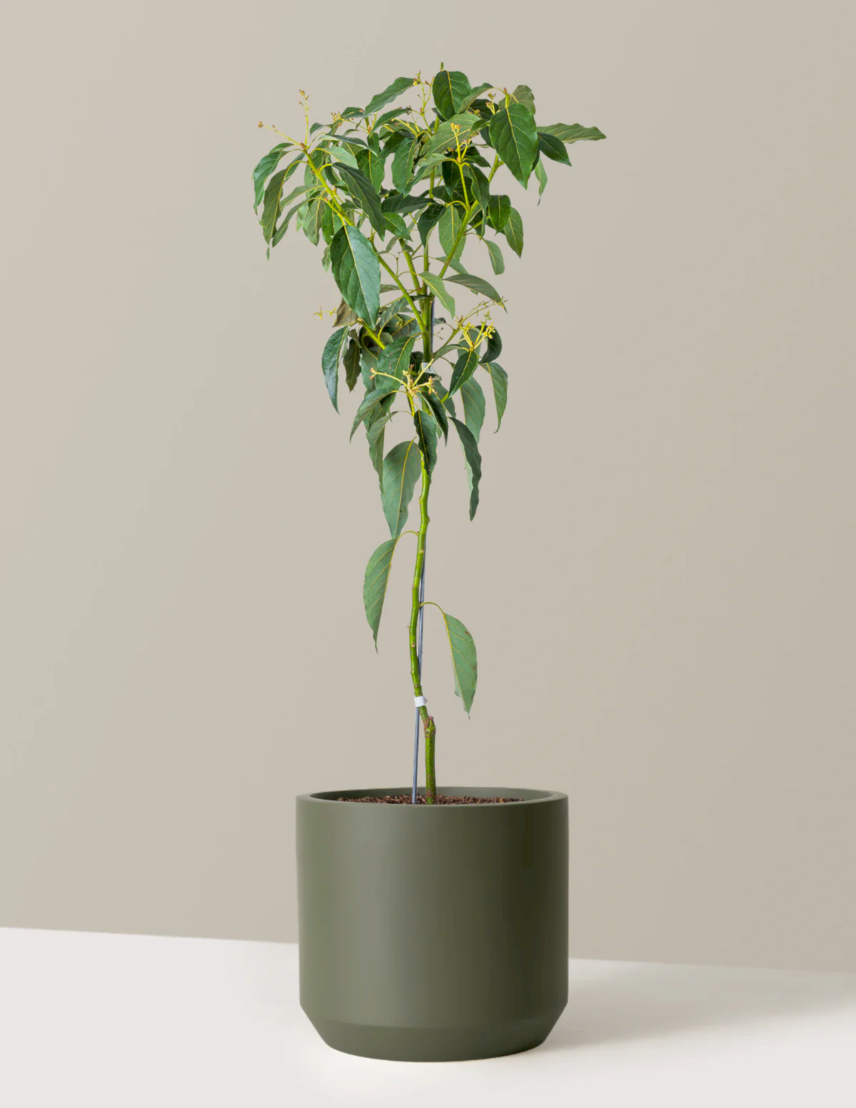Cold Hardy Avocado Tree