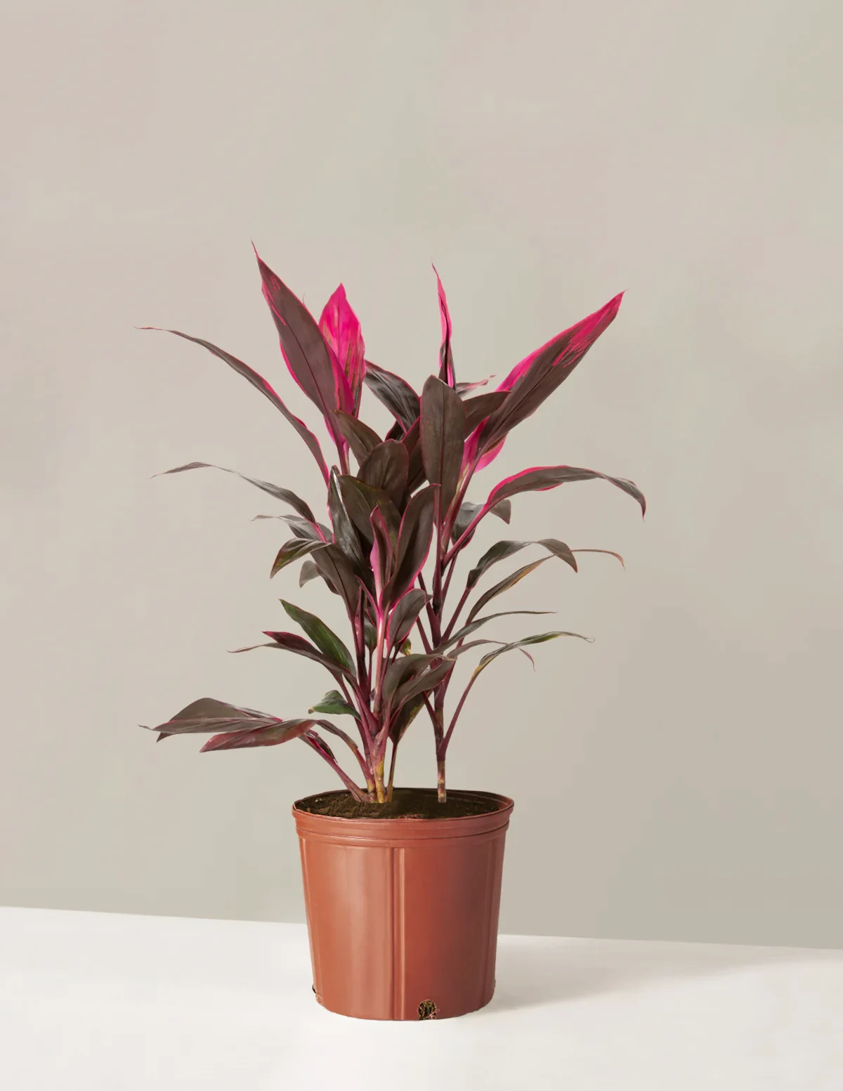 Large Cordyline Red Sister