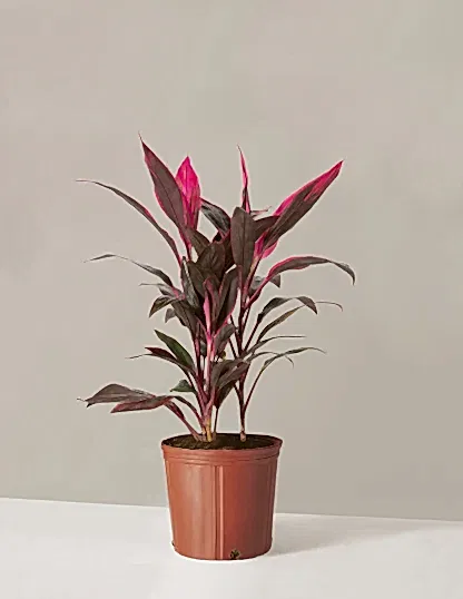 Large Cordyline Red Sister