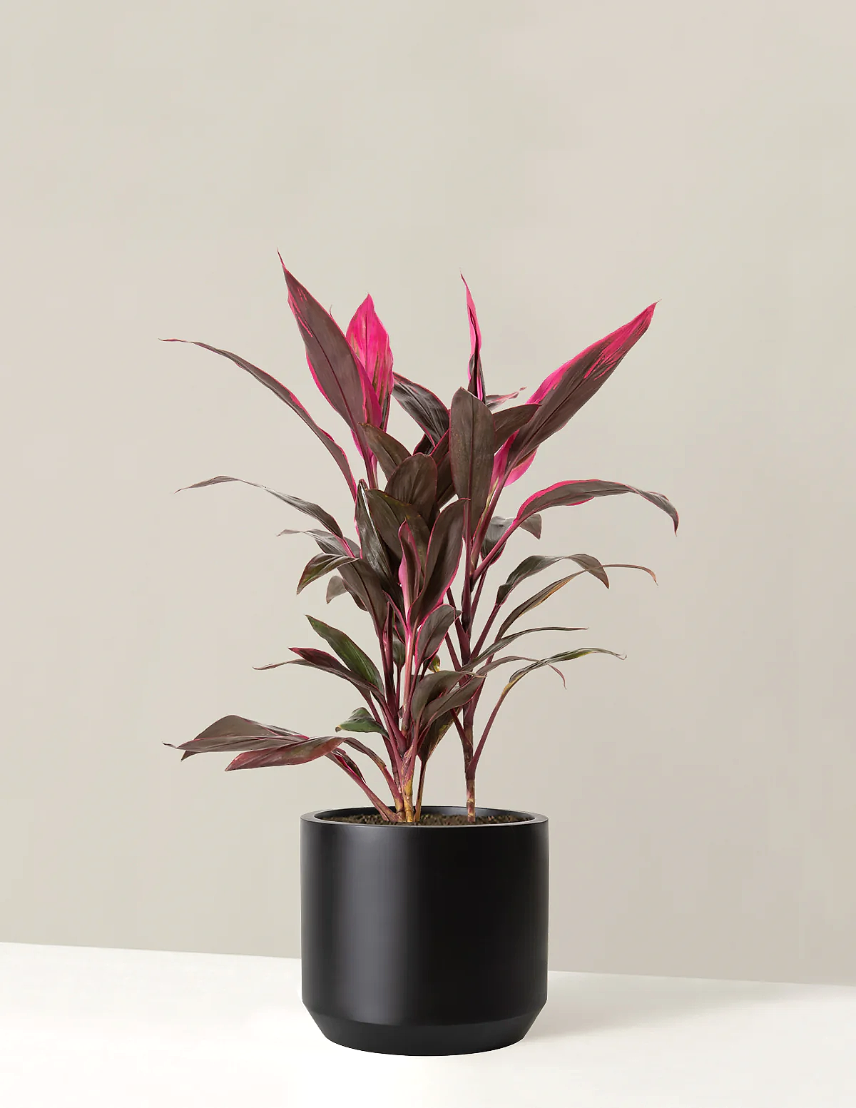 Large Cordyline Red Sister