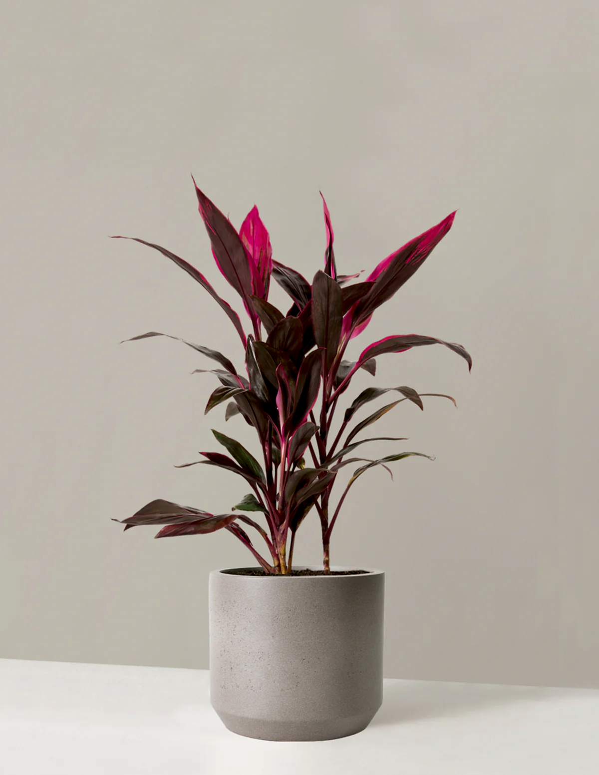 Large Cordyline Red Sister