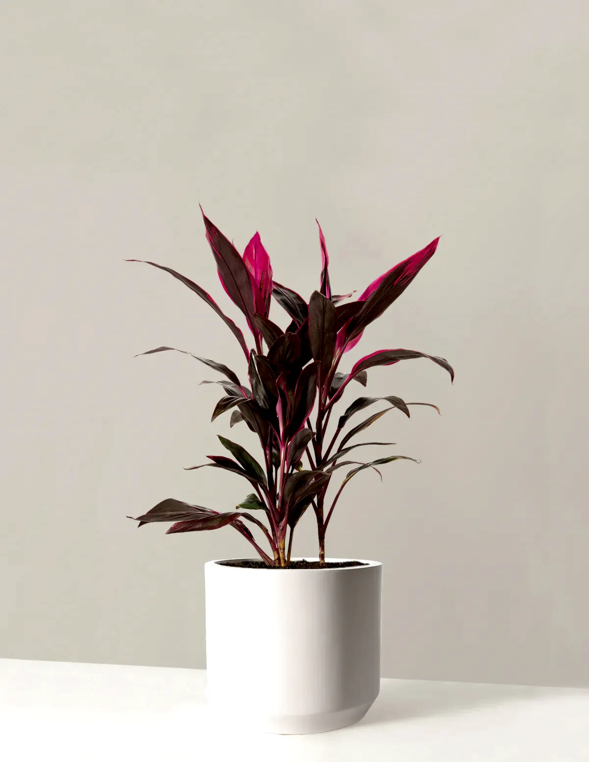 Large Cordyline Red Sister