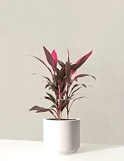 Large Cordyline Red Sister