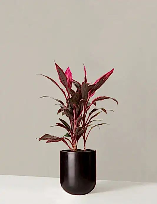 Large Cordyline Red Sister