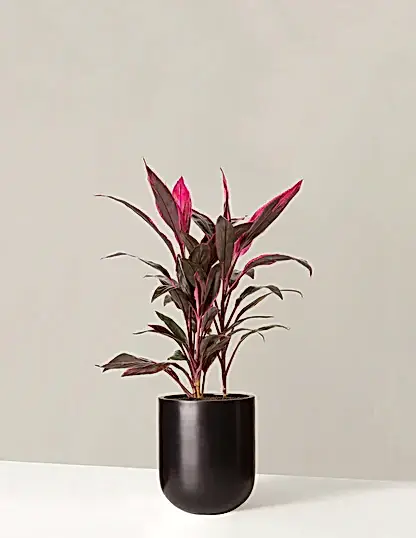 Large Cordyline Red Sister