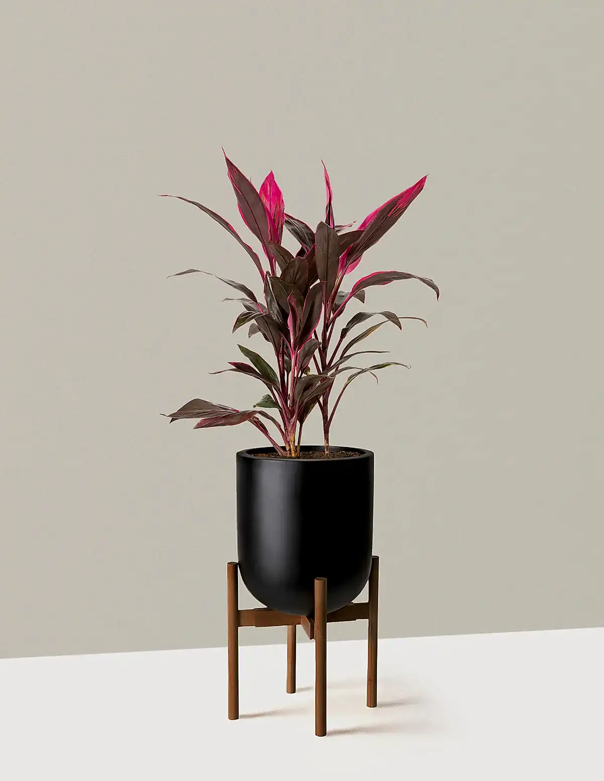 Large Cordyline Red Sister