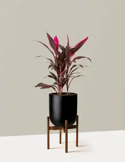 Large Cordyline Red Sister