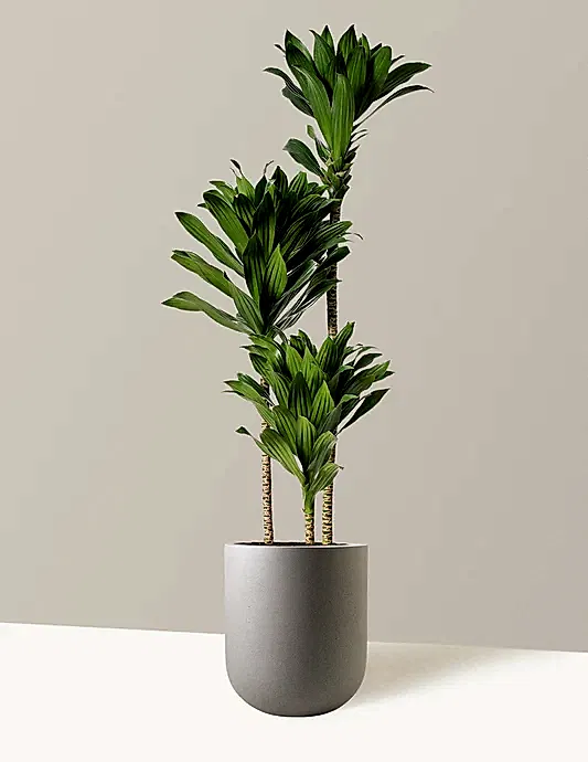 Large Dracaena Compacta Cane