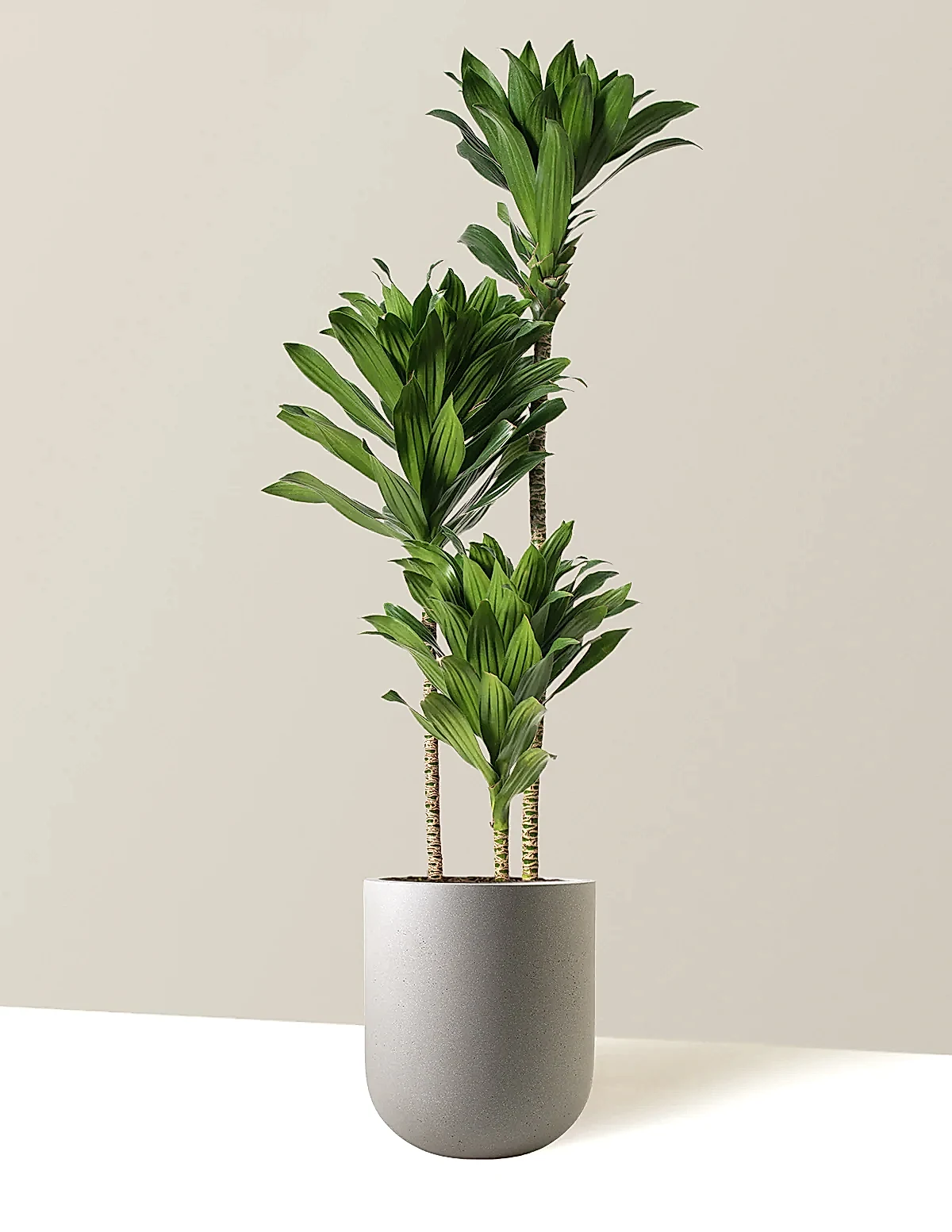 Large Dracaena Compacta Cane